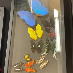 10 Real Butterfly Specimen Double Sided Frame Handcrafted - Perfect for Displaying in Home or Office