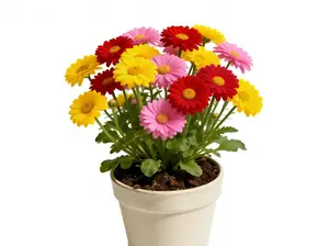 100 Pyrethrum Flower Seeds – Beginner-Friendly, Easy Germination Garden Seeds