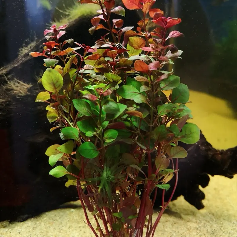 BUY 2 GET 1 FREE!!! Ludwigia Natans Super Red Live Aquarium Plant Freshwater