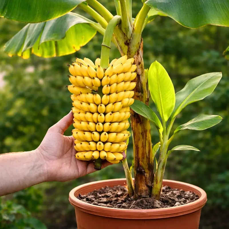 grow your own banana tree - TikTok Shop