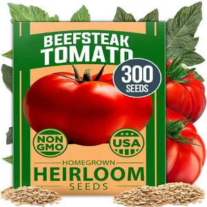HOME GROWN Beefsteak Tomato Seed Pack - 300 Heirloom Tomato Seeds for Planting Outdoors – High-Yield Non-GMO Vegetable Seeds for Growing Large, Meaty Tomatoes for Summer Dishes (Solanum lycopersicum)