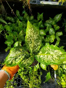 Dieffenbachia Compacta 7 inches tall - Dumb Cane Easiest HousePlant Live Plant
