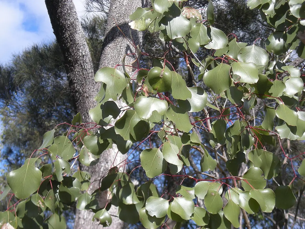 LIVE PLANT 3ft Eucalyptus Populnea - Poplar box -  Bimble box