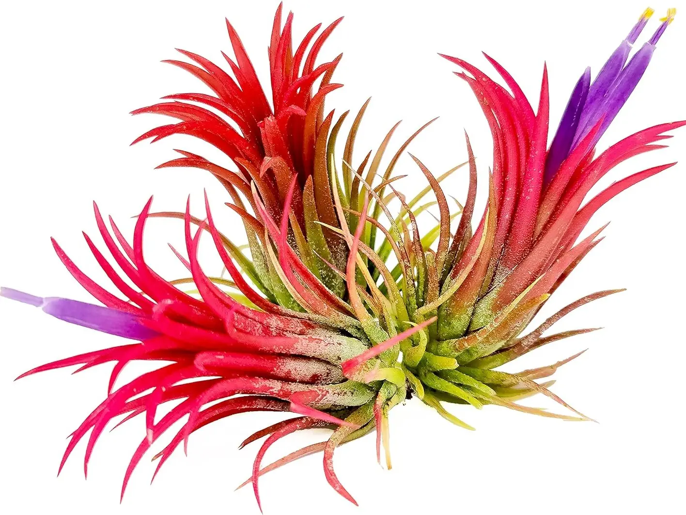 Small Air Plants - 3 Ionantha Fuego - 1 to 2 Inch Air Plant - Color & Form Varies by Season - 30 Day Guarantee on Tillandsia from The Drunken Gnome (3, One Size 1-2")