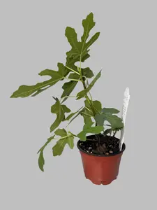 2 Pack of Our Patio Fruit Dwarf Hardy Fig Trees - Chicago Hardy Fig - Ficus carica - Cold Hardy - Zones 6 to 10 - Easy to Grow - Compact Fruit Tree - Organic Container Gardening