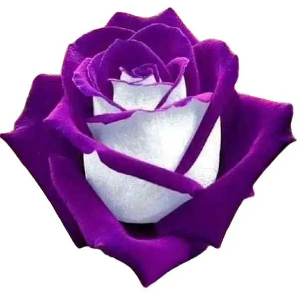 200 PCS White & Purple Rose Seeds, Perennial Shrub Flower Seeds for Outdoor Full Sun Gardens, Easy-to-Grow for Beginner Gardeners, Convenient Bag, Adds Elegance & Fragrance