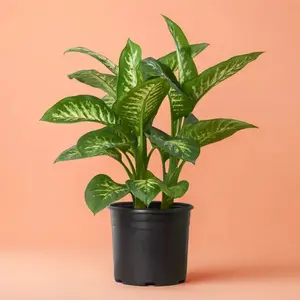 6" Dieffenbachia Tropic Snow – Indoor Live Plant, Variegated Large Leaves with Cream Center, Large Plant, Bright Light Lover, Elongated Growth, Perfect for Indoor Decor