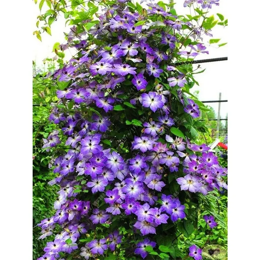 100pcsHeirloom Clematis Climbing Seeds, 50+ Non-gmo Flower Seeds for Creating Beautiful Diy Home Gardens