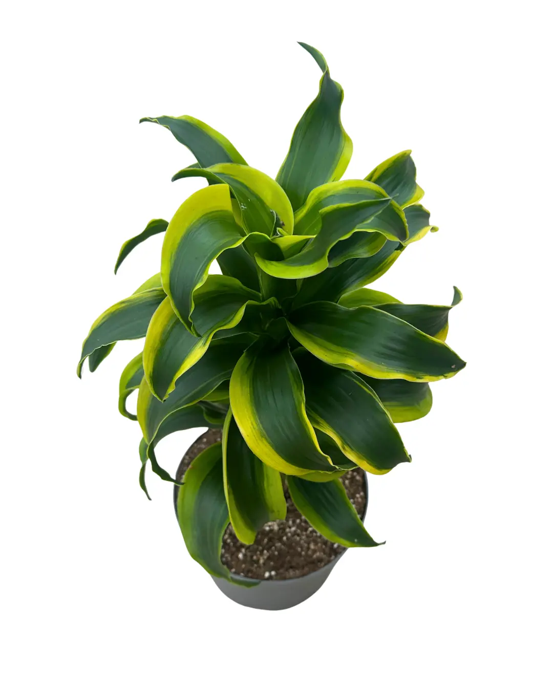 6" Dracaena Tornado – Dracaena Fragrans Tornado – Live Plant