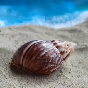 Japanese Landsnail 2.5-3"