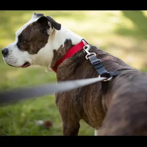 Pullnomore Dog Leash - No-Pull Leash for All Dog Sizes (Black Nylon)