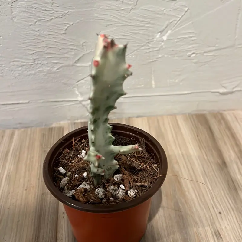 White Ghost Cactus (Euphorbia lactea variegata) - Live Indoor Cacti & Succulents for Home Garden Supplies
