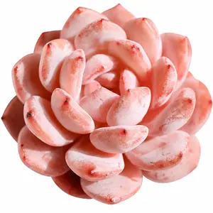 Rare Orange Monroe Succulent (Snow Angel) - Live Bare Root Echeveria - Vibrant Pink & Orange Indoor Plant - Perfect for Home & Holiday Gift