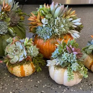 Large Succulent Pumpkin Kit