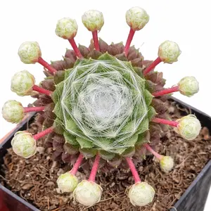 Sempervivum arachnoideum ssp. tomentosum