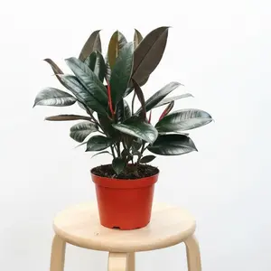 6" Burgundy Rubber Tree, Ficus Elastica, Live Houseplant, Indoor Plant