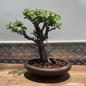 Dwarf Jade/Tokoname Plants Ornaments