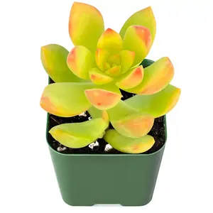 Live Sedum ‘Golden Glow’ succulent Plant Rooted in 2'' Planter For indoor decor