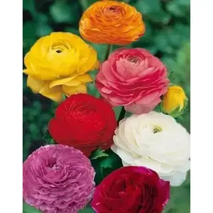 Ranunculus Asiaticus, Mixed Colors ( Bulbs) Persian Buttercup