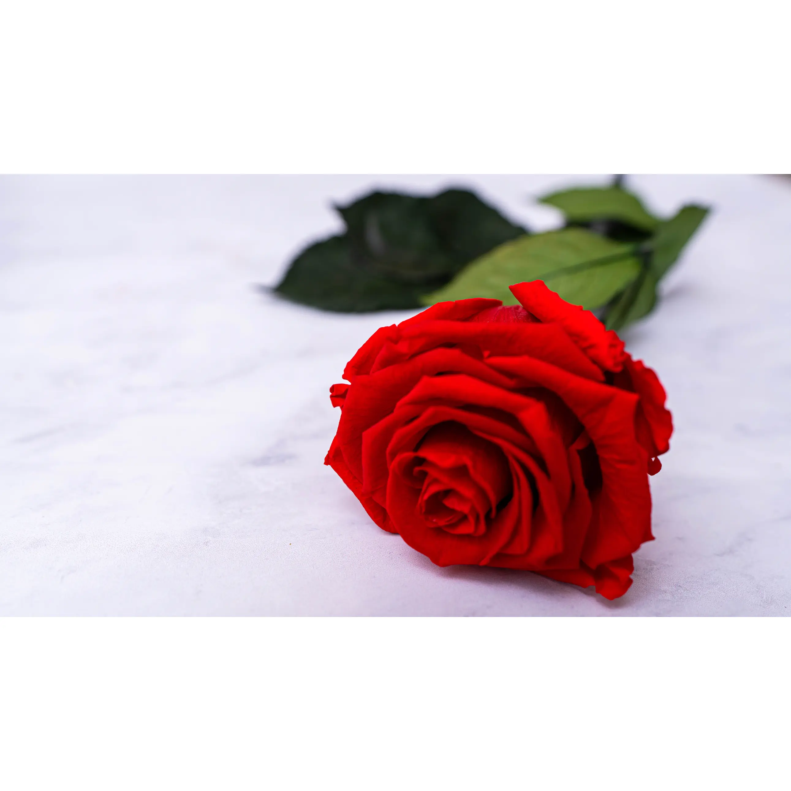 Single Stem Rose