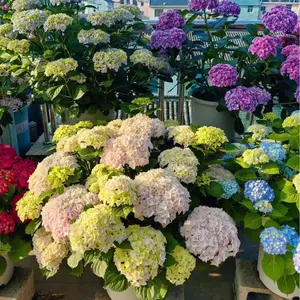 Hydrangea Seeds - Blue, Pink, and Purple Hydrangea Seeds - Easy to grow, create a colorful garden - Hardy plant seeds, ideal for gardening enthusiasts.