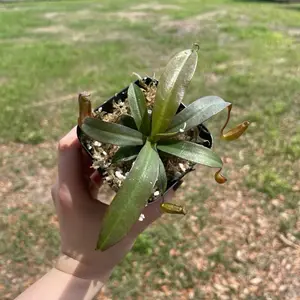 Rebecca Soper carnivorous pitcher plant