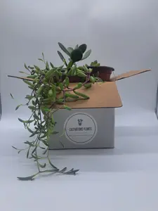 Succulent Mystery Box