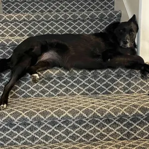 Yipetor Slow Feeder Dog Bowls for Liquid Treat, [Built-in Rolling Ball] No Spill Bone Broth Dog Licking Bowl, Multi-Purpose Puppy Yogurt Feeder Bowl for All Breeds Dietary Supplement/Post-op Nutrition Feeding.valentines gift for pets