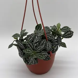Pilea cadierei  6" HB pot pet friendly plant rare variegated leaves low maintenance ideal for beginners