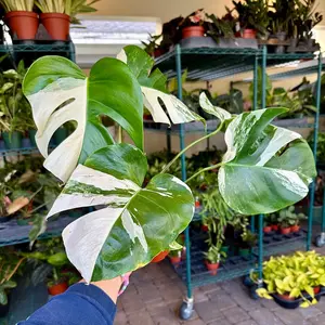 Monstera albo - 5" pot