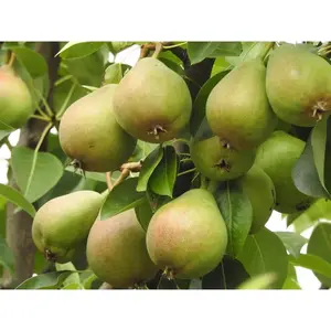 Dwarf Bartlett Pear Tree Bare Root Nocturnal Gardens
