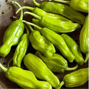 Organic Pepperoncini Greek Golden Pepper Seeds (Capsicum annuum) – Mild, Tangy Flavor, Great for Pickling and Salads – 10+ Seeds