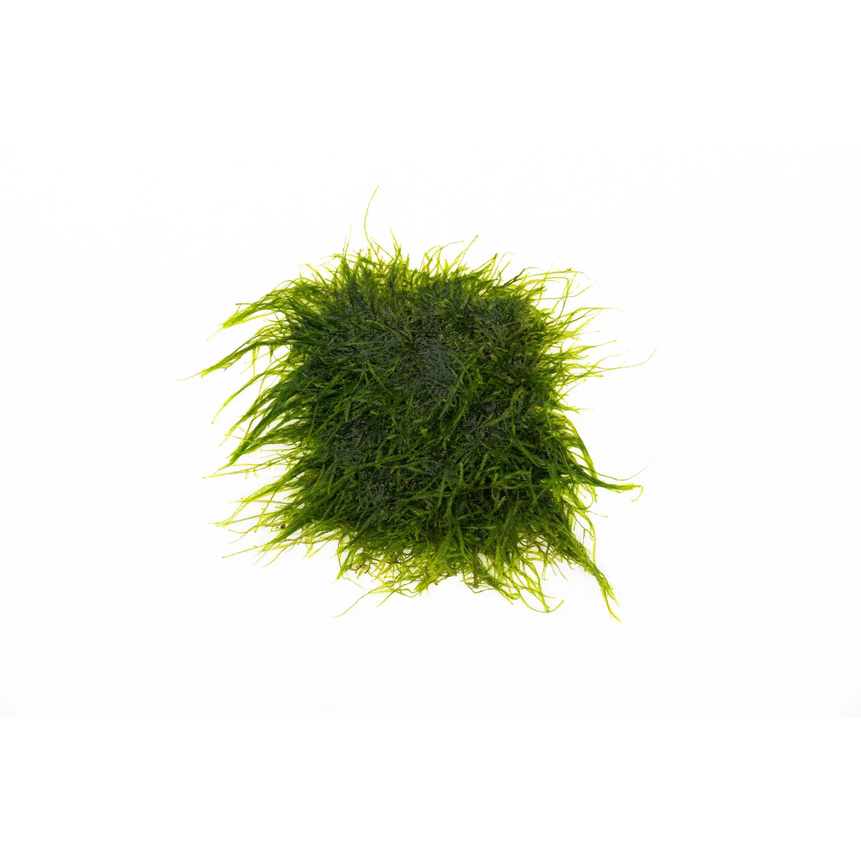 Spiky Moss on Stainless Steel