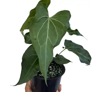 Anthurium King of Clarinervicum Hybrid Plant   - Unique Heart-Shaped Leaves, Requires Minimal Care, New Arrival