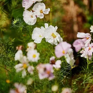 200 + Cosmos Cupcake Mix Flower Cosmos Seeds
