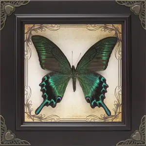 Real Green-Banded Butterfly Framed with Box Greeting Card & Info Card - Taxidermy Shadow Box Collection for Gothic  Decor - Glass