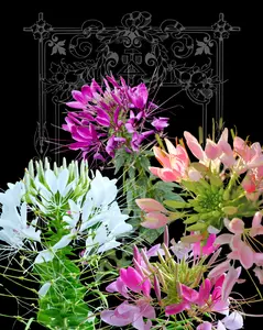 Queen Mix Cleome Seeds