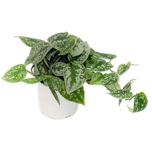 Pothos Picta, 4 inch pot, beginner friendly