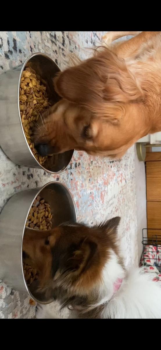 Item: 8.5oz, Salmon Oil