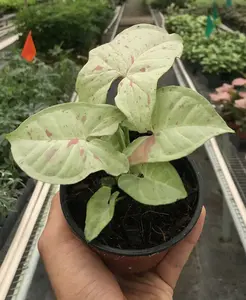 Syngonium 'Milk Confetti' Houseplant
