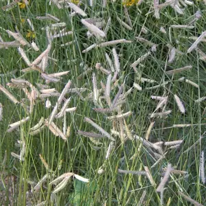 Common Blue Grama Grass