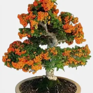 BONSAI Hippophae Rhamnoides Sea Buckthorn Shrub edible berries seed 100 seeds