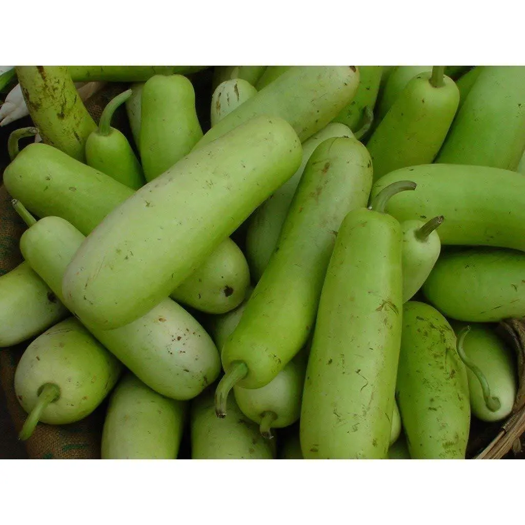 Long Bottle Gourd Seeds | Calabash / Opo Squash | F1 Hybrid | Non-GMO | Asian Cooking Gourd
