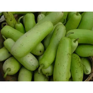 Long Bottle Gourd Seeds | Calabash / Opo Squash | F1 Hybrid | Non-GMO | Asian Cooking Gourd