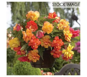 Van Zyverden Hanging Basket Begonias Golden Balcony 3 Bulbs