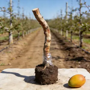 Healthy Mango Tree Seedling Easy to Grow Suitable for Home Garden Backyard and Patio Planting