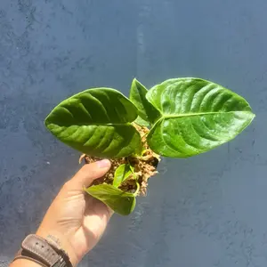 4” Anthurium ‘Vietchii’ - “King Anthurium”