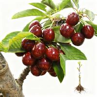 Single cherry seedling