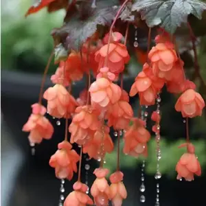 200 PCS Begonia Boliviensis Seeds – Trailing Orange Begonia for Hanging Baskets & Window Boxes