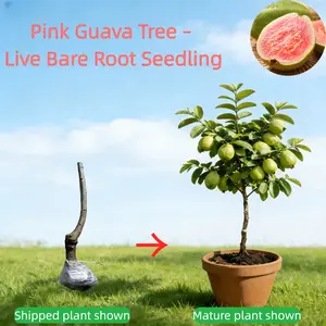 Live Guava Tree – Tropical Fruit Plant, Healthy Root System, Grows in Ground or Pot, Beginner Friendly for Home Garden Saplings Perennial Compact Fast-Growing Hardy